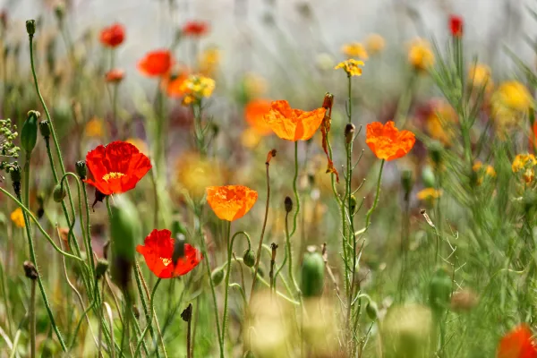 Blick auf ein Feld mit Klatschmohn